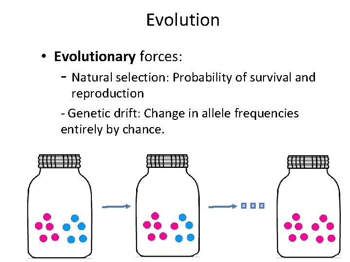 Evolution • Evolutionary forces: - Natural selection: Probability of survival and reproduction - Genetic