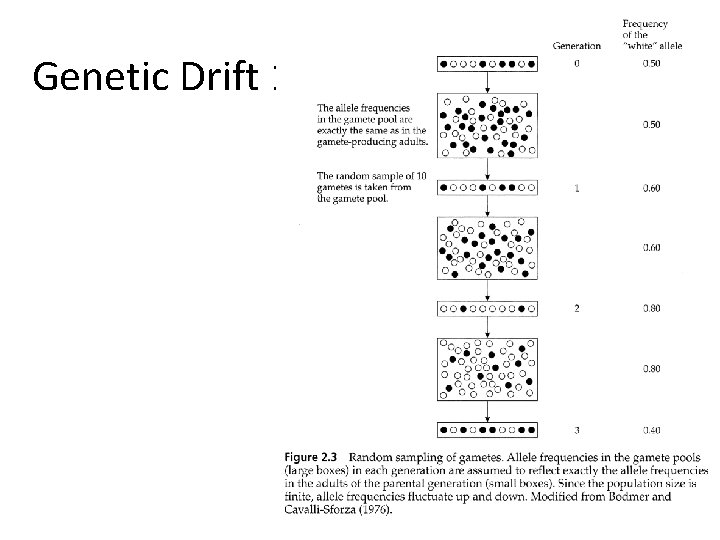 Genetic Drift 1 