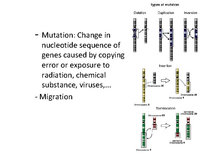 - Mutation: Change in nucleotide sequence of genes caused by copying error or exposure