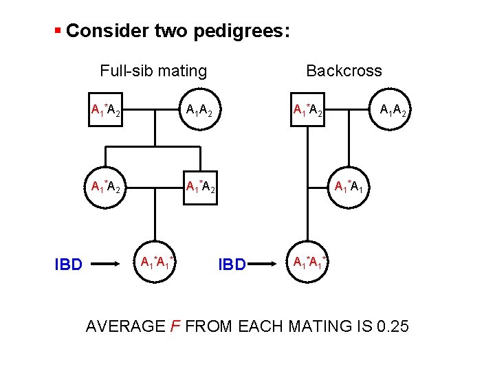 § Consider two pedigrees: Full-sib mating IBD A 1 *A 2 A 1 *A