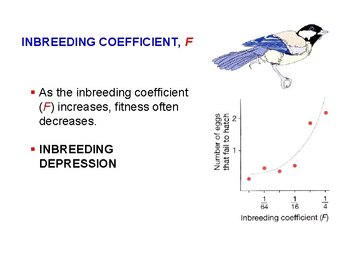 INBREEDING COEFFICIENT, F § As the inbreeding coefficient (F) increases, fitness often decreases. §