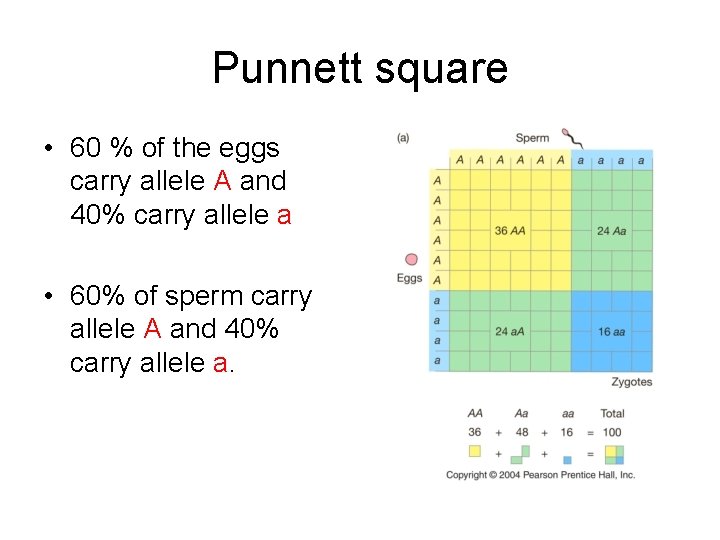 Punnett square • 60 % of the eggs carry allele A and 40% carry