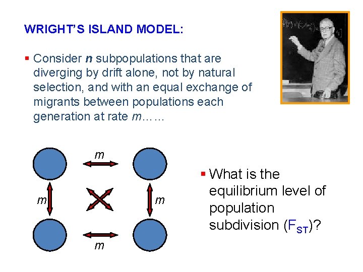 WRIGHT’S ISLAND MODEL: § Consider n subpopulations that are diverging by drift alone, not