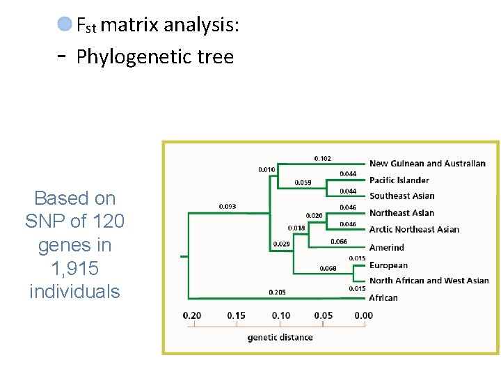 - Fst matrix analysis: Phylogenetic tree Based on SNP of 120 genes in 1,