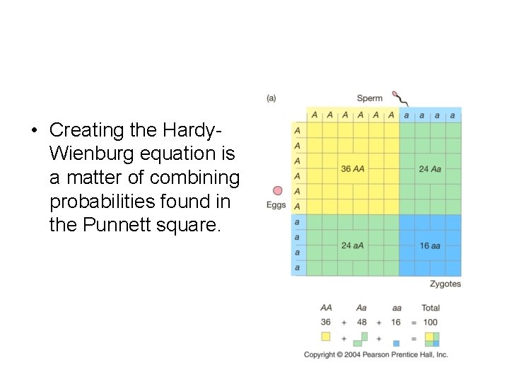  • Creating the Hardy. Wienburg equation is a matter of combining probabilities found