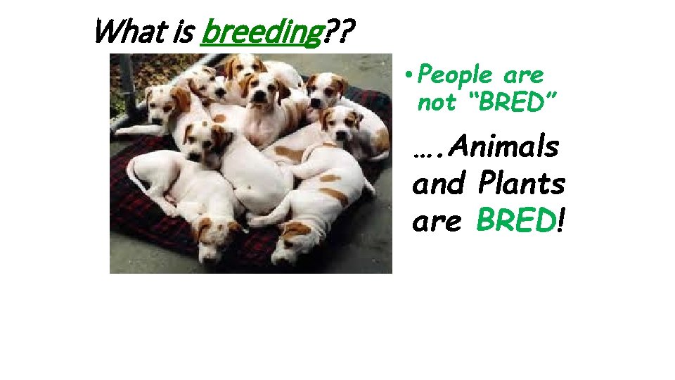 What is breeding? ? • People are not “BRED” …. Animals and Plants are