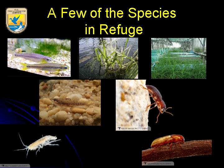 A Few of the Species in Refuge 