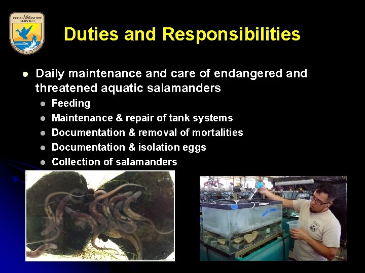 Duties and Responsibilities l Daily maintenance and care of endangered and threatened aquatic salamanders