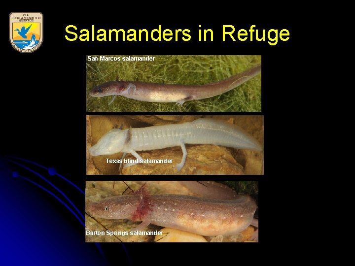 Salamanders in Refuge San Marcos salamander Texas blind salamander Barton Springs salamander 