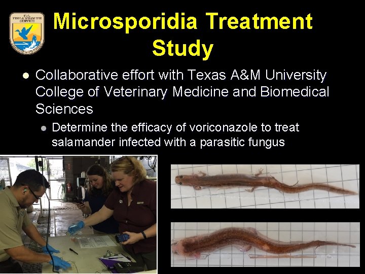 Microsporidia Treatment Study l Collaborative effort with Texas A&M University College of Veterinary Medicine