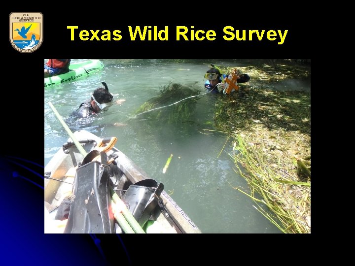 Texas Wild Rice Survey 