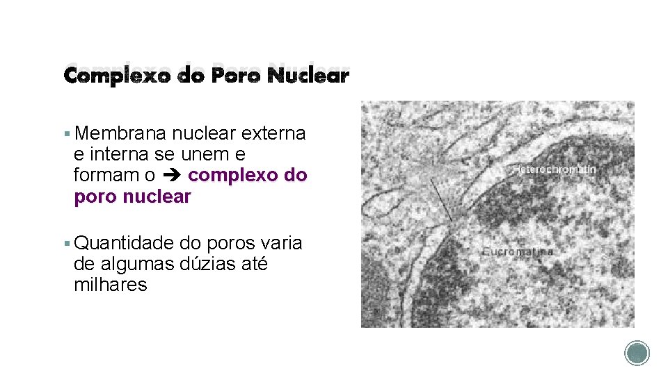 Complexo do Poro Nuclear § Membrana nuclear externa e interna se unem e formam
