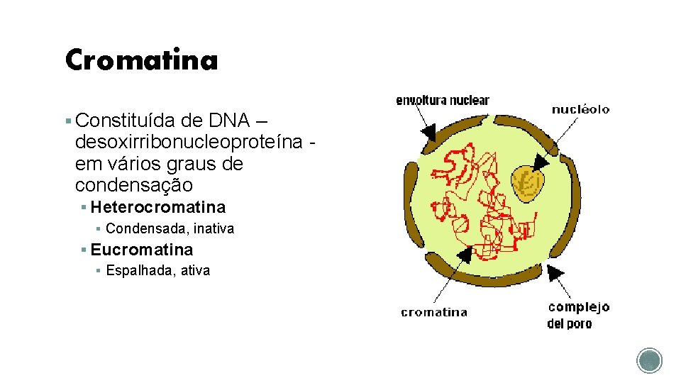 Cromatina § Constituída de DNA – desoxirribonucleoproteína em vários graus de condensação § Heterocromatina