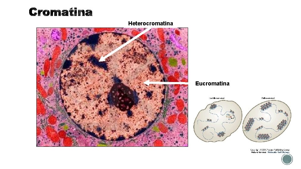 Heterocromatina Eucromatina 