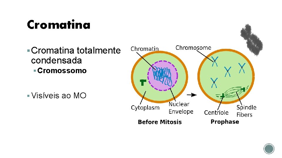 Cromatina § Cromatina totalmente condensada § Cromossomo § Visíveis ao MO 