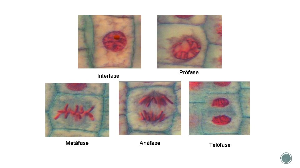 Prófase Interfase Metáfase Anáfase Telófase 