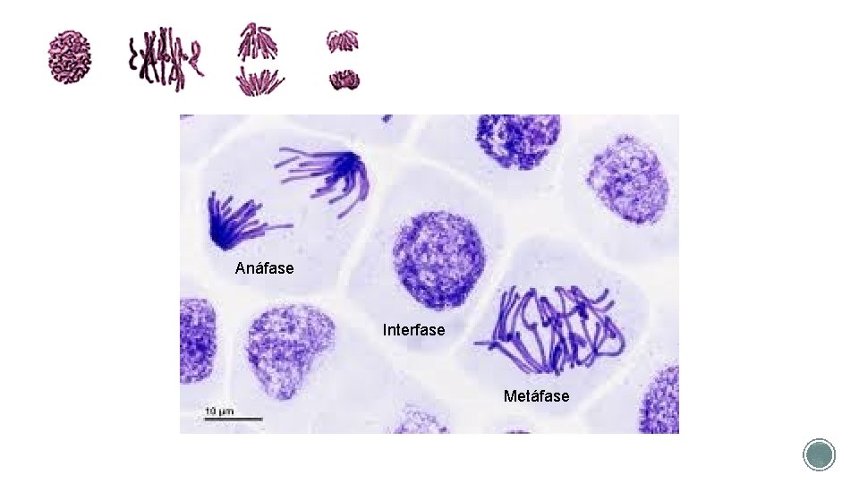 Anáfase Interfase Metáfase 