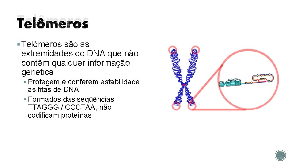 Telômeros § Telômeros são as extremidades do DNA que não contêm qualquer informação genética