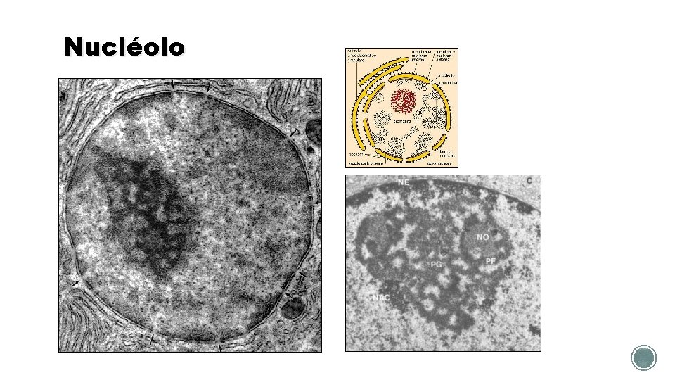 Nucléolo 