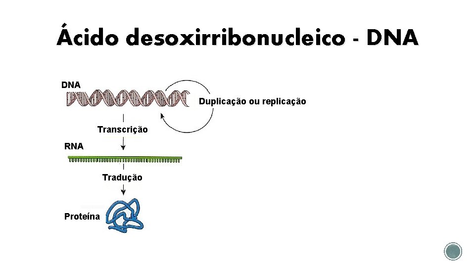 Ácido desoxirribonucleico - DNA Duplicação ou replicação Transcrição RNA Tradução Proteína 