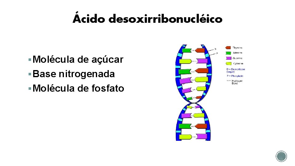 Ácido desoxirribonucléico § Molécula de açúcar § Base nitrogenada § Molécula de fosfato 