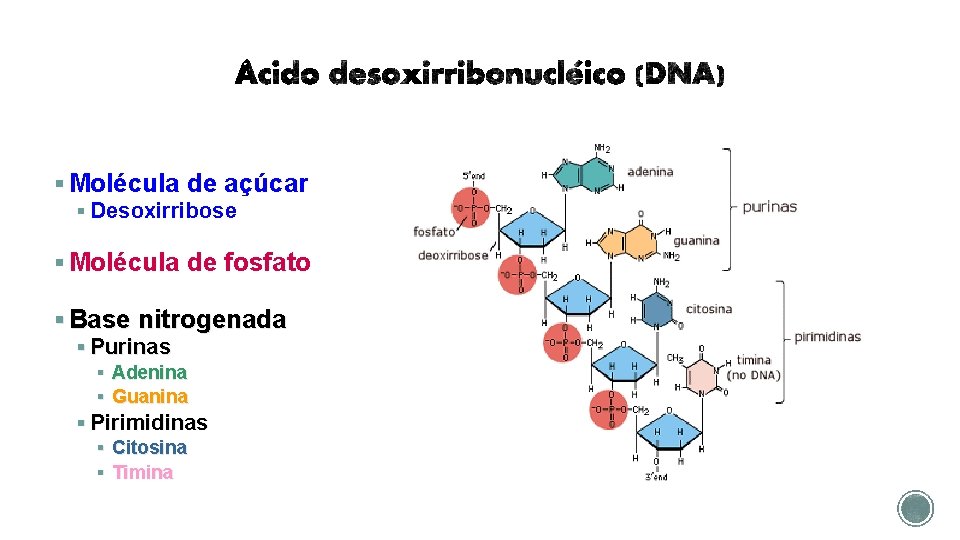 § Molécula de açúcar § Desoxirribose § Molécula de fosfato § Base nitrogenada §