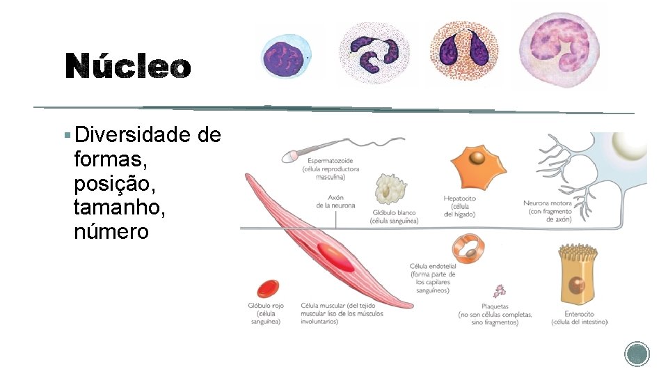 § Diversidade de formas, posição, tamanho, número 