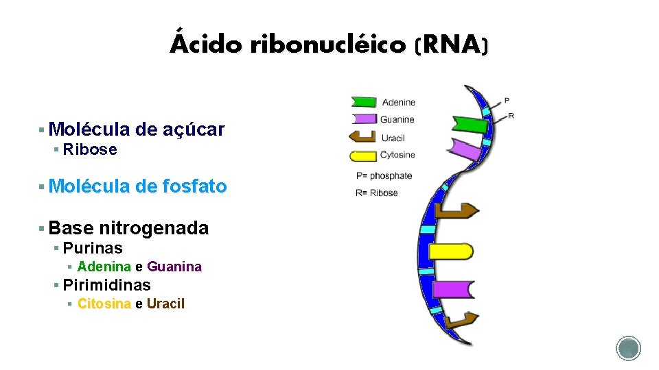 Ácido ribonucléico (RNA) § Molécula de açúcar § Ribose § Molécula de fosfato §