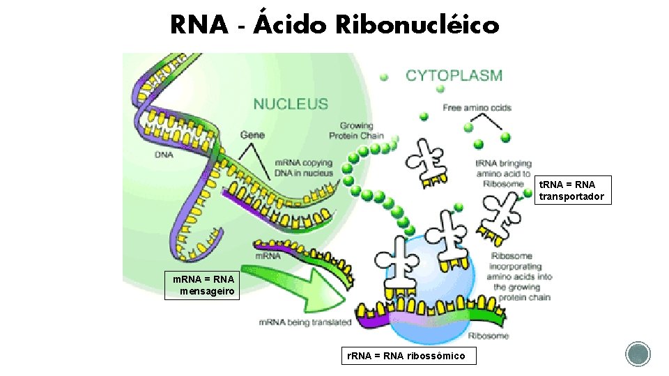 RNA - Ácido Ribonucléico t. RNA = RNA transportador m. RNA = RNA mensageiro