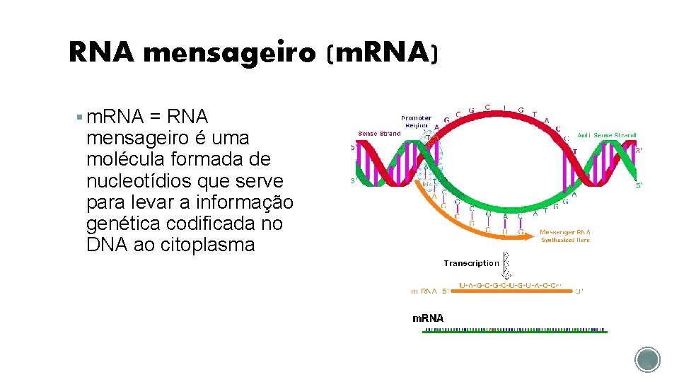 RNA mensageiro (m. RNA) § m. RNA = RNA mensageiro é uma molécula formada