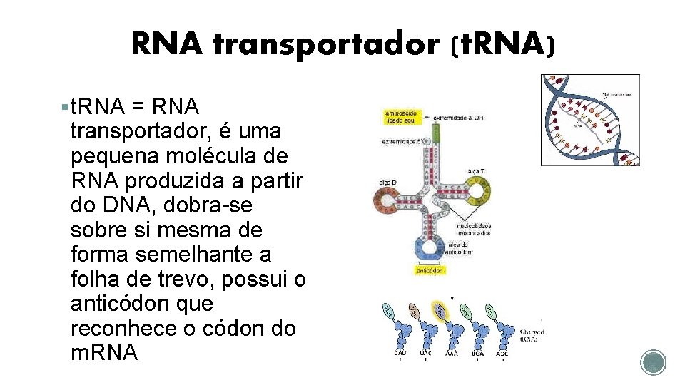 RNA transportador (t. RNA) § t. RNA = RNA transportador, é uma pequena molécula