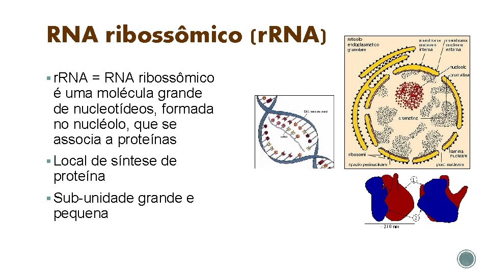 RNA ribossômico (r. RNA) § r. RNA = RNA ribossômico é uma molécula grande