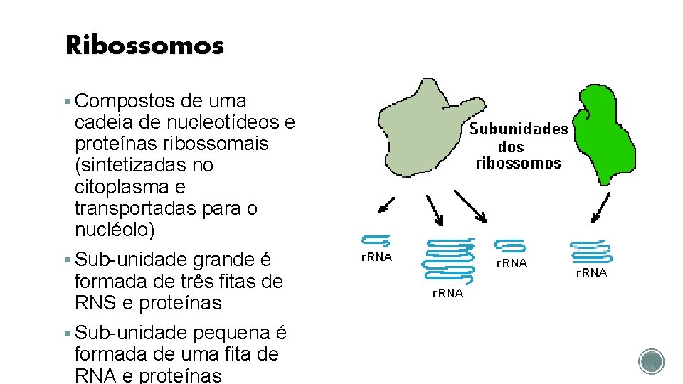 Ribossomos § Compostos de uma cadeia de nucleotídeos e proteínas ribossomais (sintetizadas no citoplasma