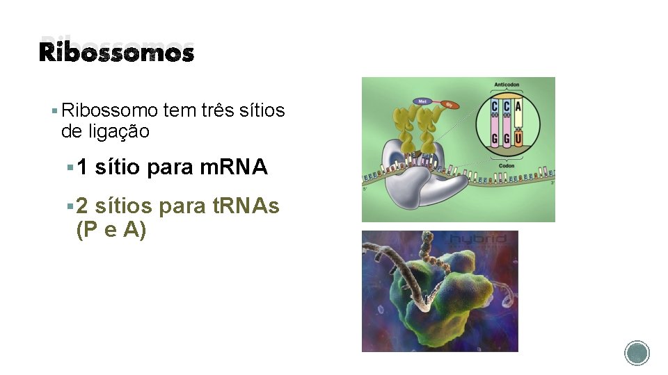 Ribossomos § Ribossomo tem três sítios de ligação § 1 sítio para m. RNA