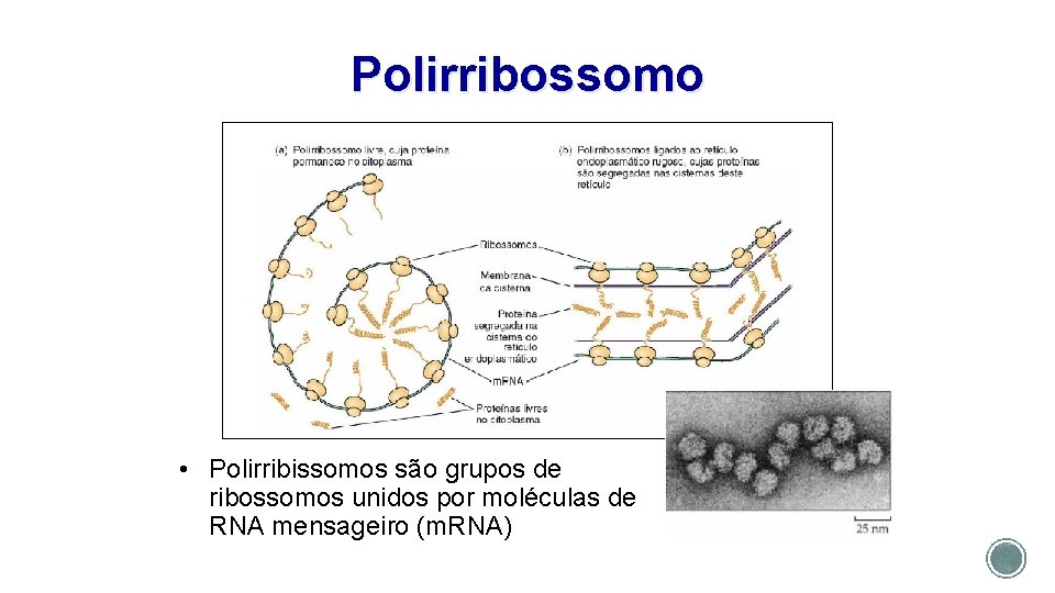 Polirribossomo • Polirribissomos são grupos de ribossomos unidos por moléculas de RNA mensageiro (m.