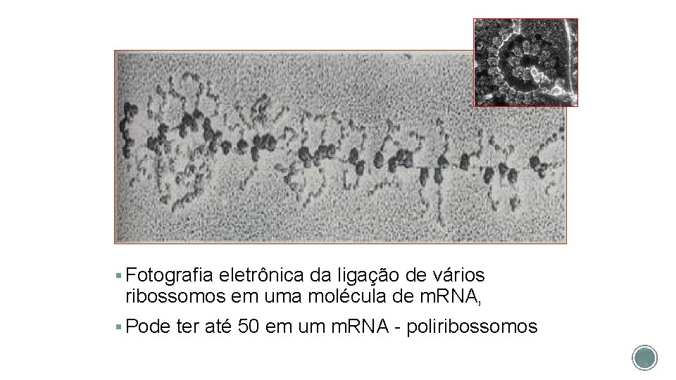 § Fotografia eletrônica da ligação de vários ribossomos em uma molécula de m. RNA,