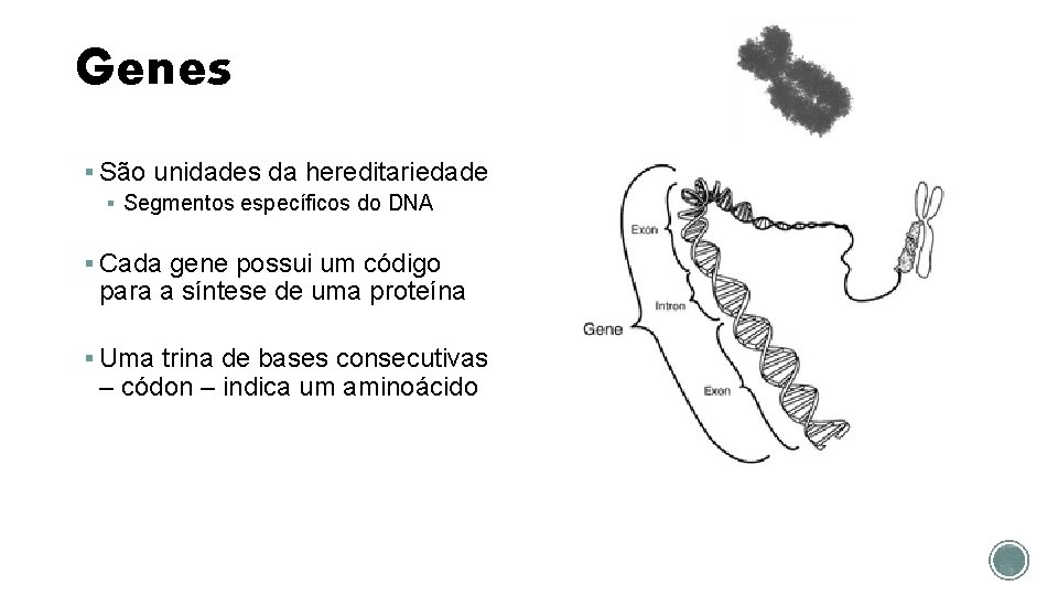 Genes § São unidades da hereditariedade § Segmentos específicos do DNA § Cada gene