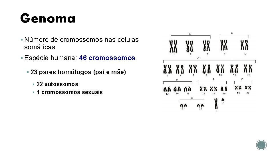 Genoma § Número de cromossomos nas células somáticas § Espécie humana: 46 cromossomos §