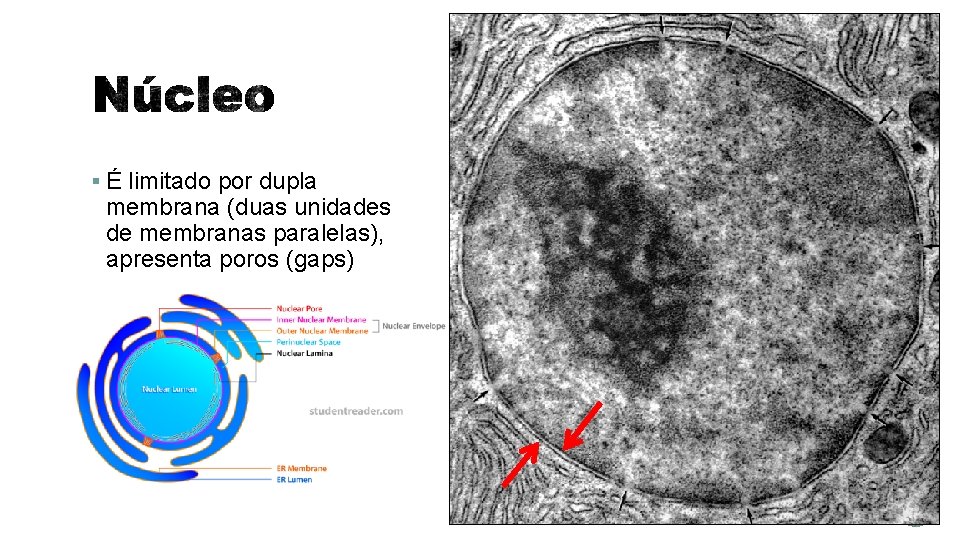 § É limitado por dupla membrana (duas unidades de membranas paralelas), apresenta poros (gaps)
