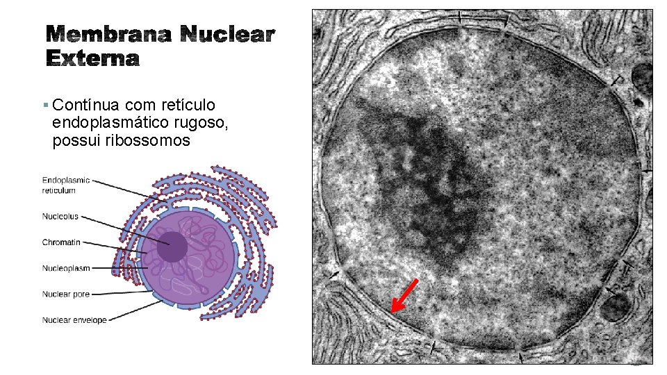 § Contínua com retículo endoplasmático rugoso, possui ribossomos 