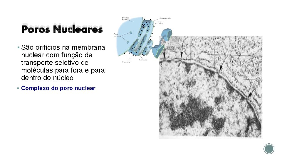Poros Nucleares § São orifícios na membrana nuclear com função de transporte seletivo de