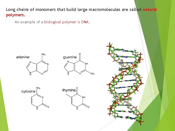 Long chains of monomers that build large macromolecules are called natural polymers. An example