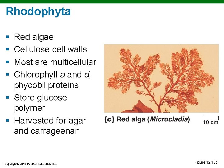 Rhodophyta § § Red algae Cellulose cell walls Most are multicellular Chlorophyll a and