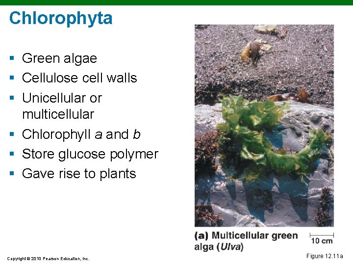 Chlorophyta § Green algae § Cellulose cell walls § Unicellular or multicellular § Chlorophyll