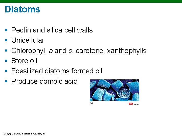 Diatoms § § § Pectin and silica cell walls Unicellular Chlorophyll a and c,