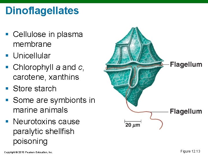 Dinoflagellates § Cellulose in plasma membrane § Unicellular § Chlorophyll a and c, carotene,