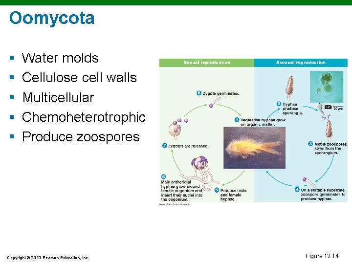 Oomycota § § § Water molds Cellulose cell walls Multicellular Chemoheterotrophic Produce zoospores Copyright