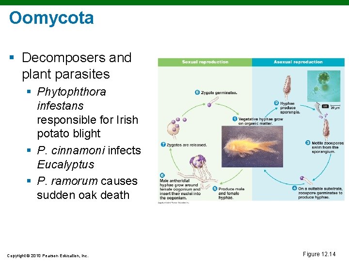 Oomycota § Decomposers and plant parasites § Phytophthora infestans responsible for Irish potato blight
