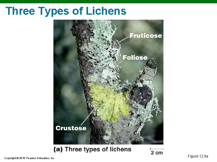 Three Types of Lichens Copyright © 2010 Pearson Education, Inc. Figure 12. 9 a
