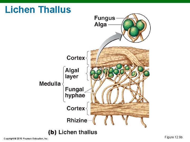 Lichen Thallus Copyright © 2010 Pearson Education, Inc. Figure 12. 9 b 